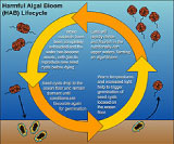 Harmful Algal Blooms lifecycle