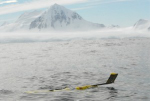 A Rutgers glider off the coast of the Antarctic Peninsula
