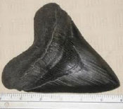 Fossilized shark tooth