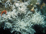 Cold water coral species Lophelia pertusa and a handful of the deep marine species that inhabit the deep water reefs