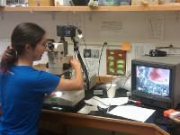 PRIME intern photographs organisms on her settlement plates to document their development
