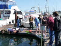 Community college faculty examine organisms growing on docks using “belly biology” and an underwater camera