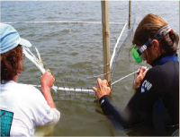 Educator and scientist build seagrass enclosure