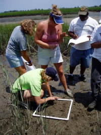 COSEE SE program participants investigate the salt marsh at low tide