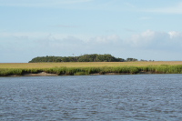 Salt marsh ecosystem
