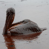 Pelican covered with oil