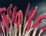 Tube worms