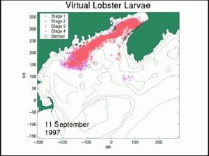 Dispersion patterns of larval lobsters based on model data. Harding et. al. DFO Canada