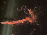 A species of polychaete worm.